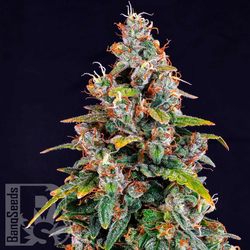 Auto Watermelon Zkittlez feminised Ganja Seeds