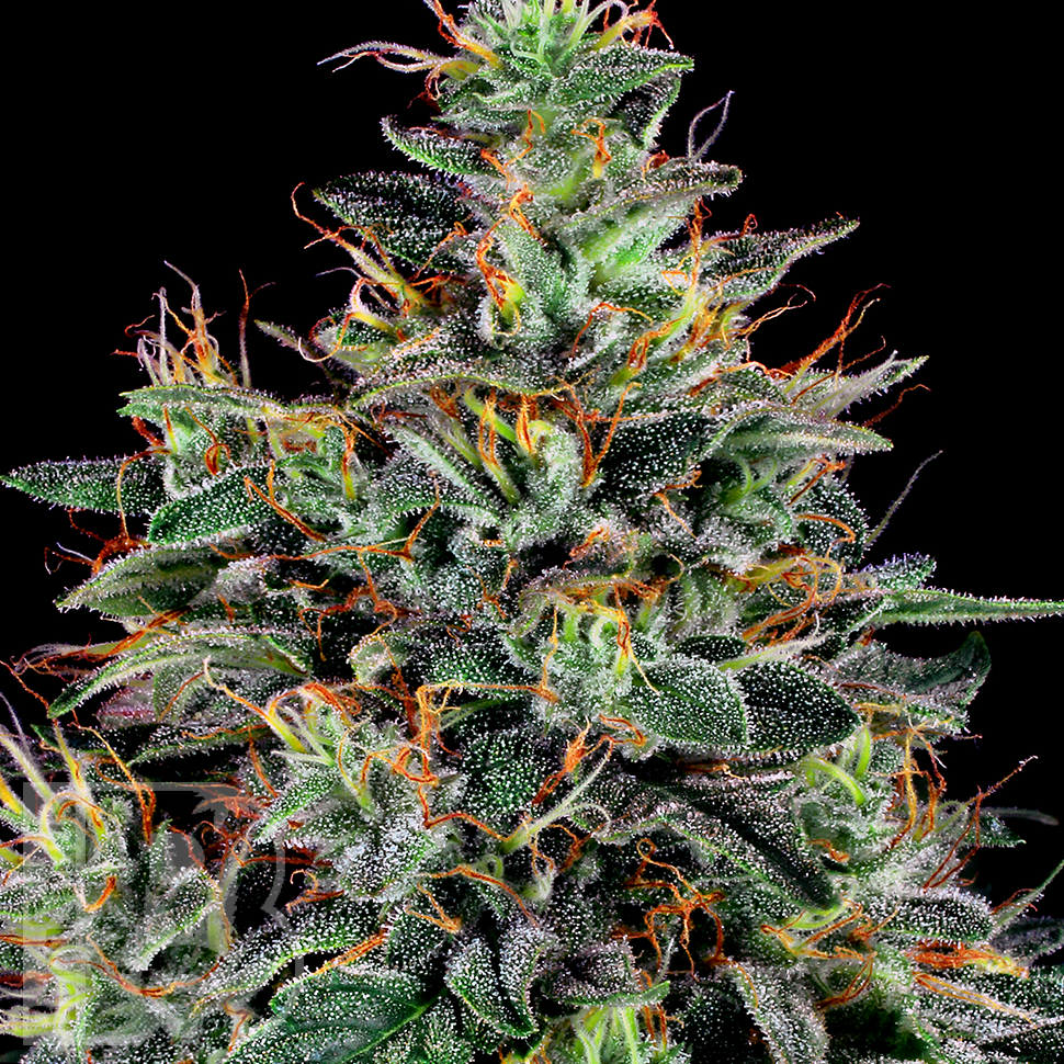 Семена ганжа  Master Kush feminised Ganja Seeds
