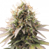 Семена каннабиса  Auto Sweet Cheese feminised Ganja Seeds