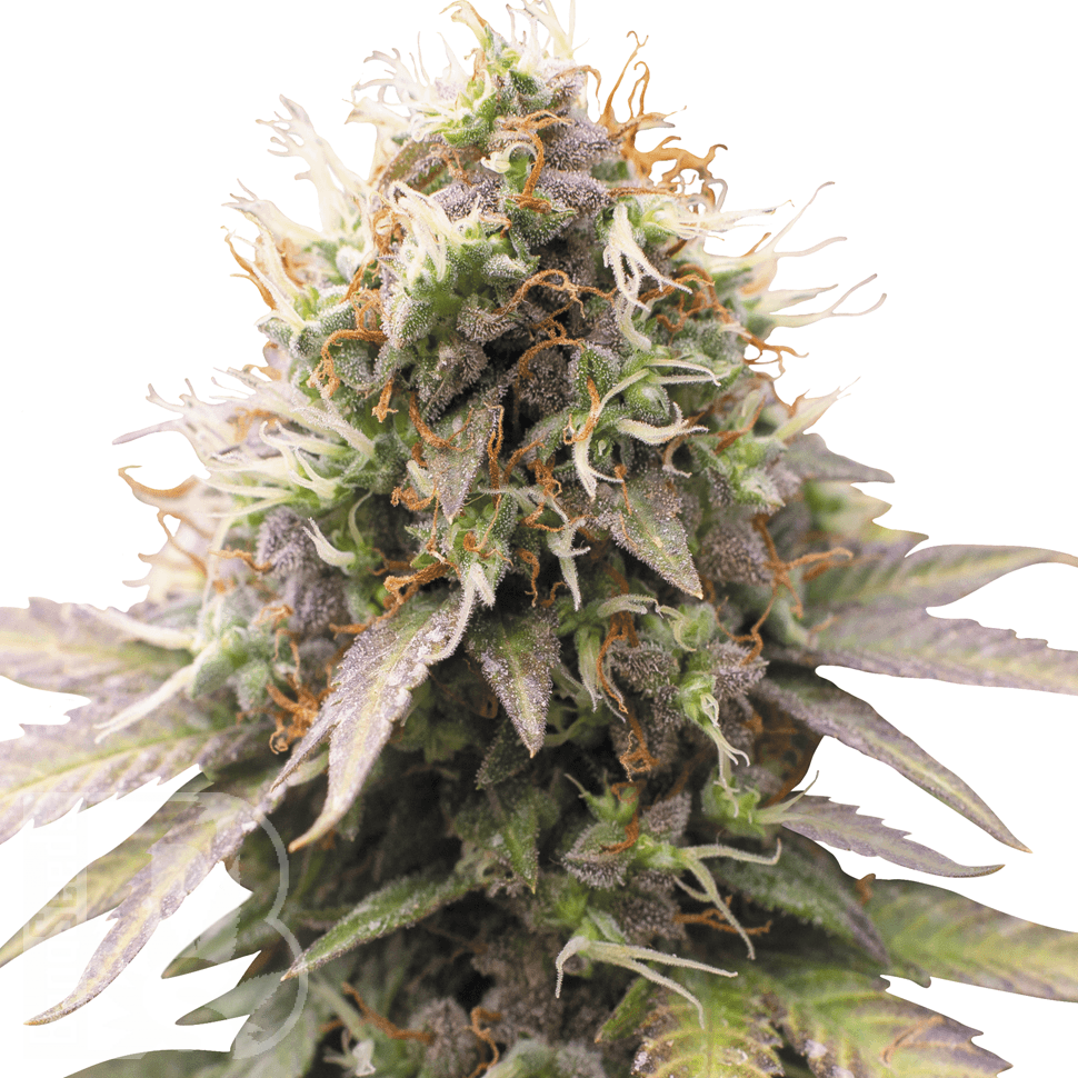 Семена каннабиса  Auto Sweet Cheese feminised Ganja Seeds