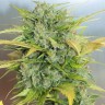 Семена каннабиса  Auto Sweet Cheese feminised Ganja Seeds