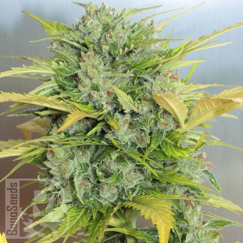 Семена каннабиса  Auto Sweet Cheese feminised Ganja Seeds