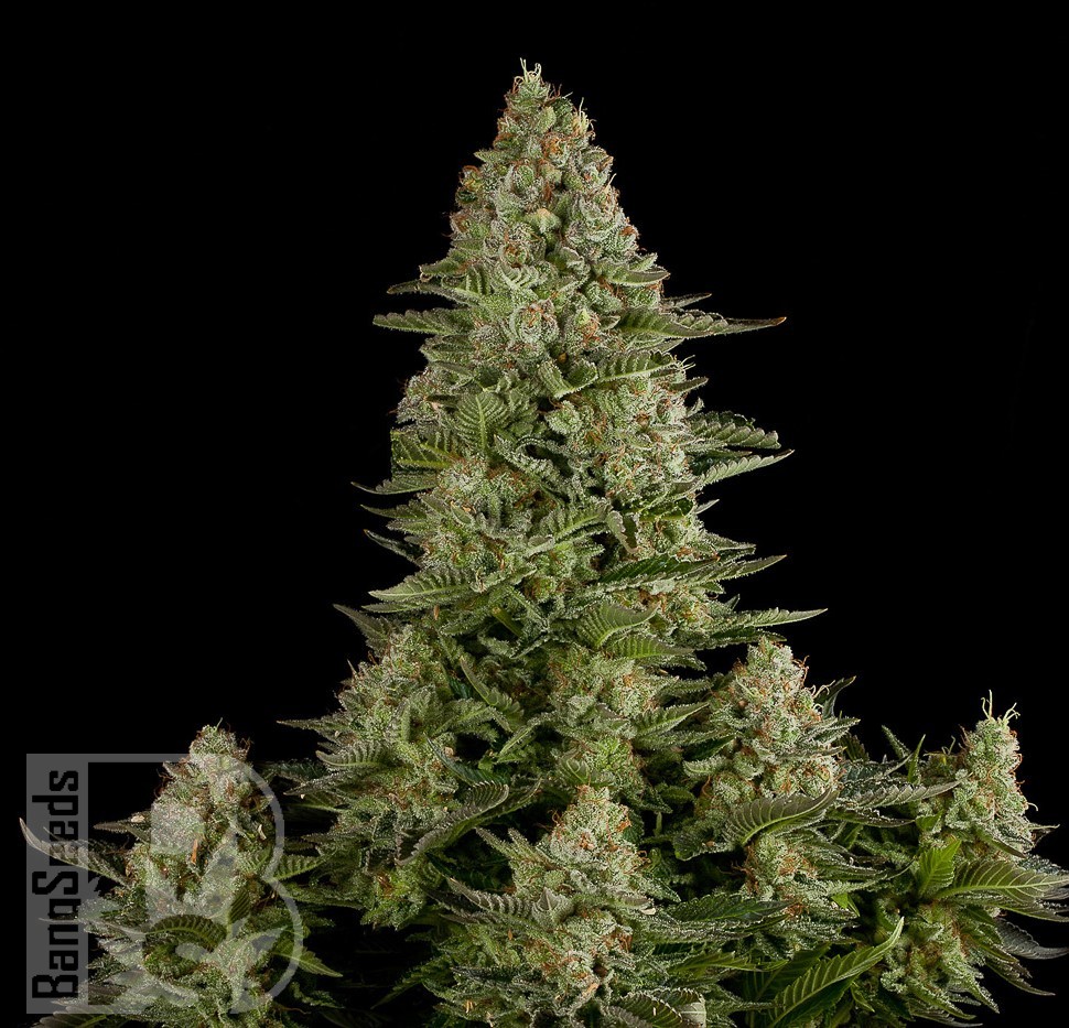 Семена  White Widow CBD feminised Ganja Seeds