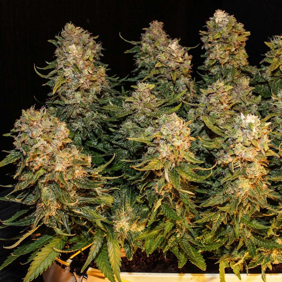 Семена марихуаны  Auto Karatal feminised Bang Seeds