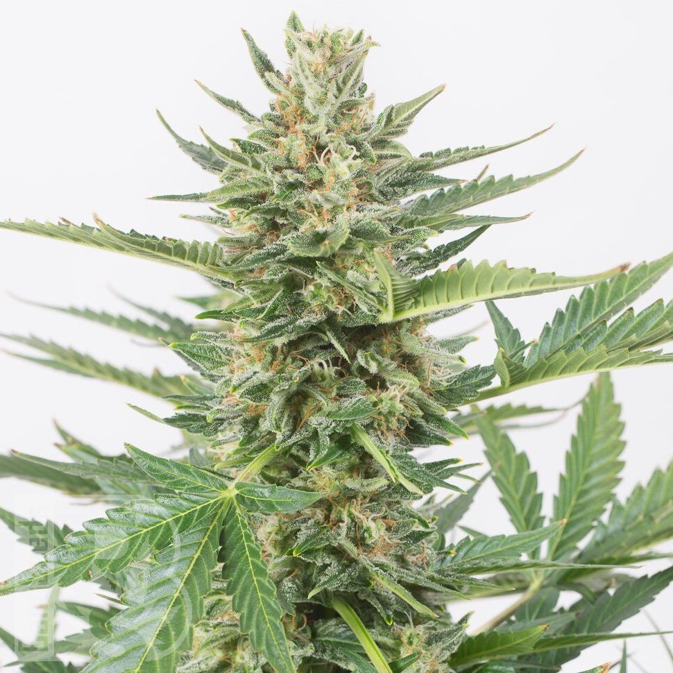 Семена марихуаны  Auto Karatal feminised Bang Seeds