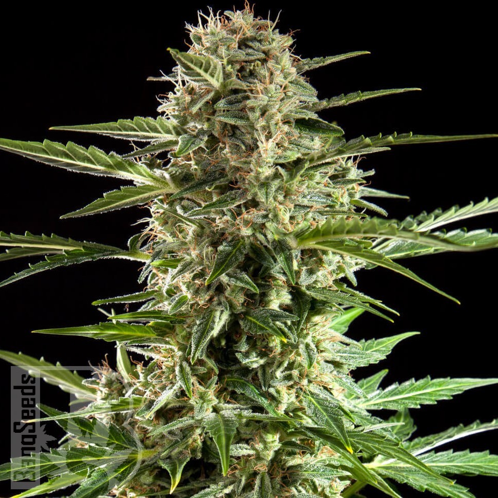 Семена марихуаны  Auto Karatal feminised Bang Seeds
