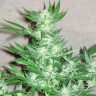 Семена каннабиса недорого  Euforia feminised Ganja Seeds