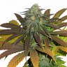 Семена конопли  Euforia feminised Ganja Seeds