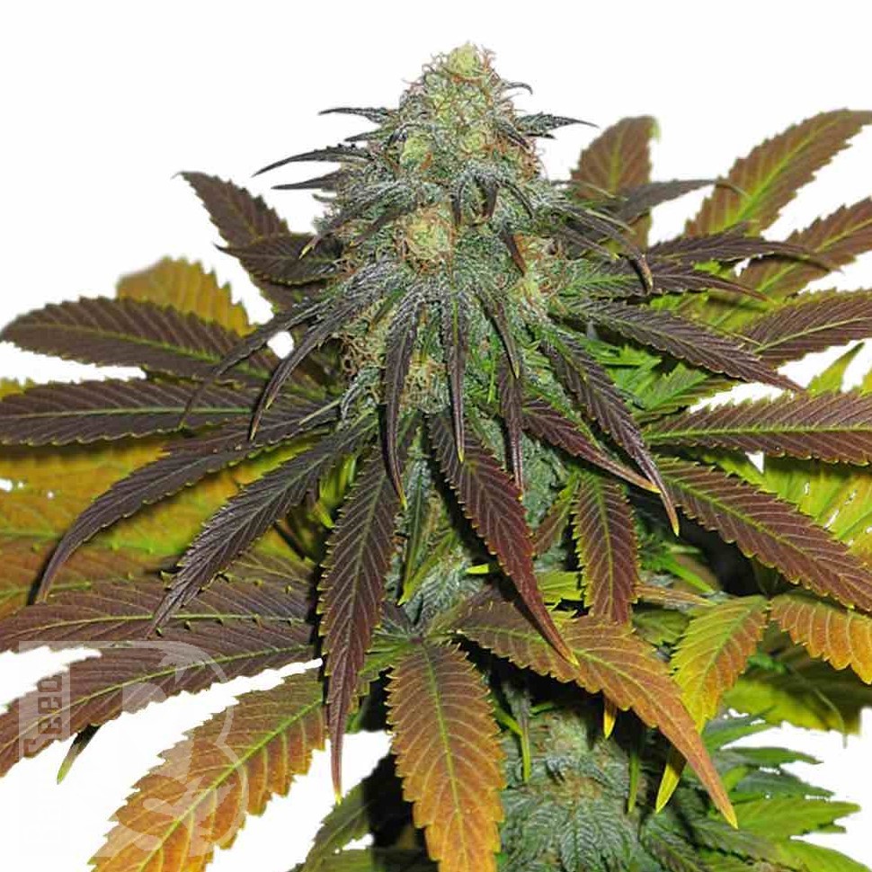 Семена конопли  Euforia feminised Ganja Seeds
