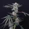 Семена конопли  Euforia feminised Ganja Seeds