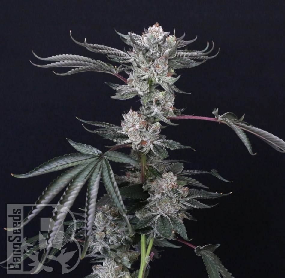 Семена конопли  Euforia feminised Ganja Seeds