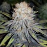 Семена конопли  Euforia feminised Ganja Seeds