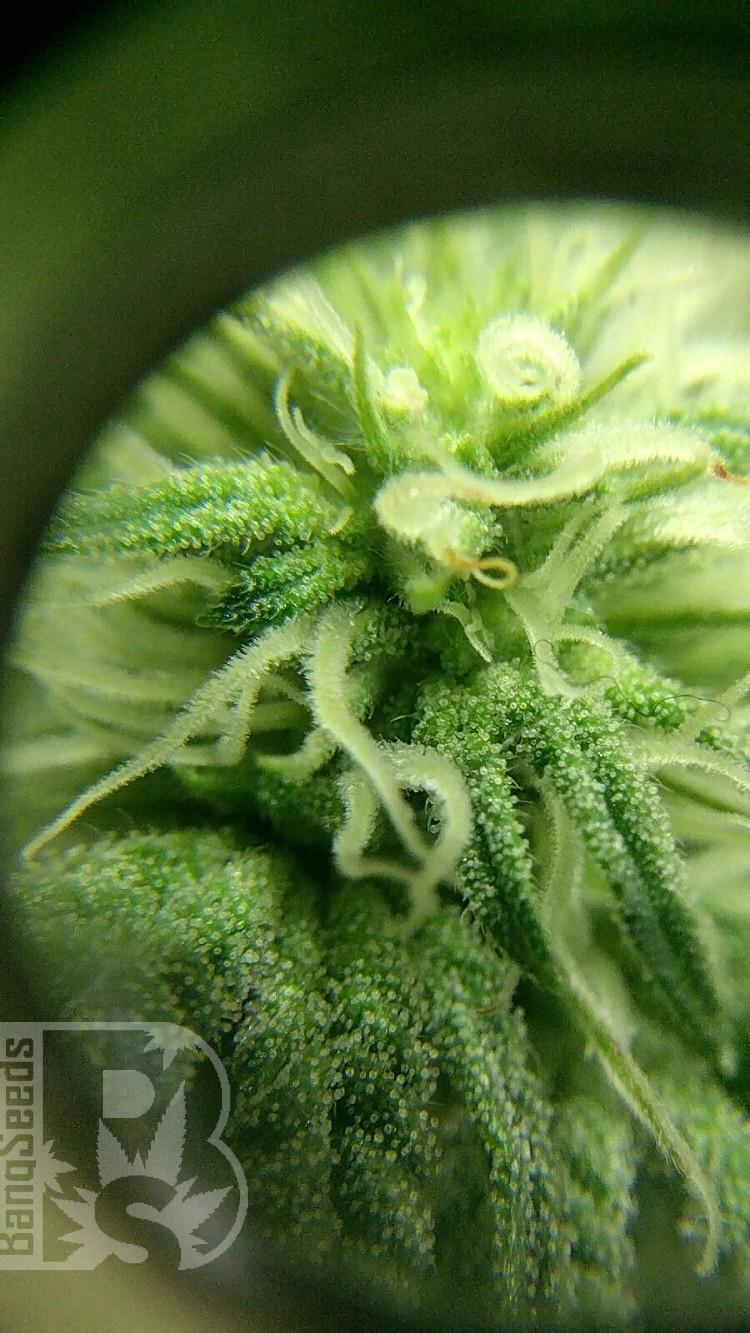 3 я неделя цветения