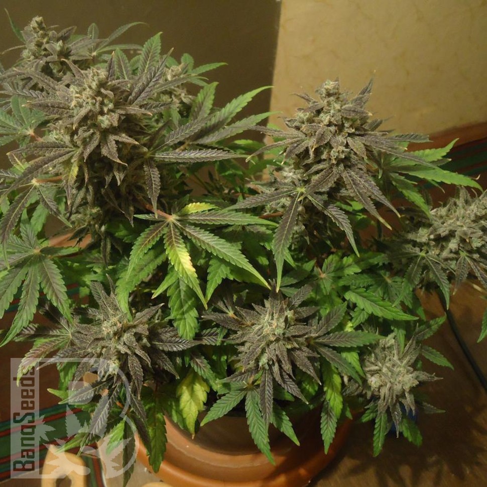 Семена конопли  Auto New York City feminised Ganja Seeds
