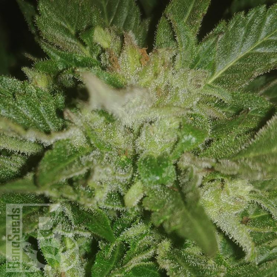 семена конопли марихуаны Auto New York City feminised