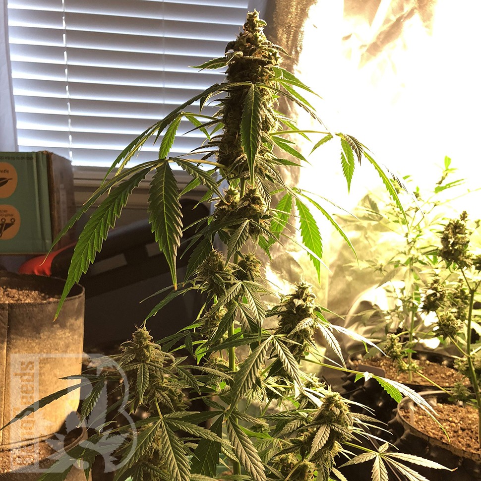 семена конопли элитных сортов Auto New York City feminised