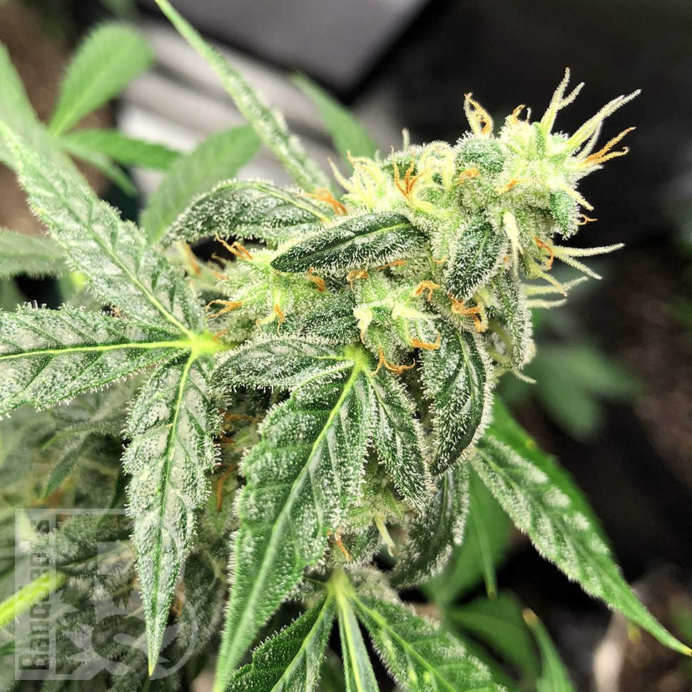 семена конопли аутдор Auto New York City feminised