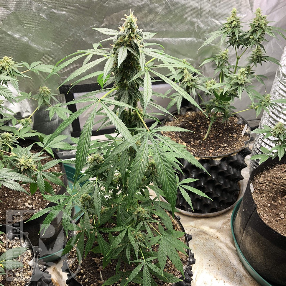 семена конопли в интернете Auto New York City feminised