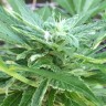 семена конопли гидропоники Auto New York City feminised