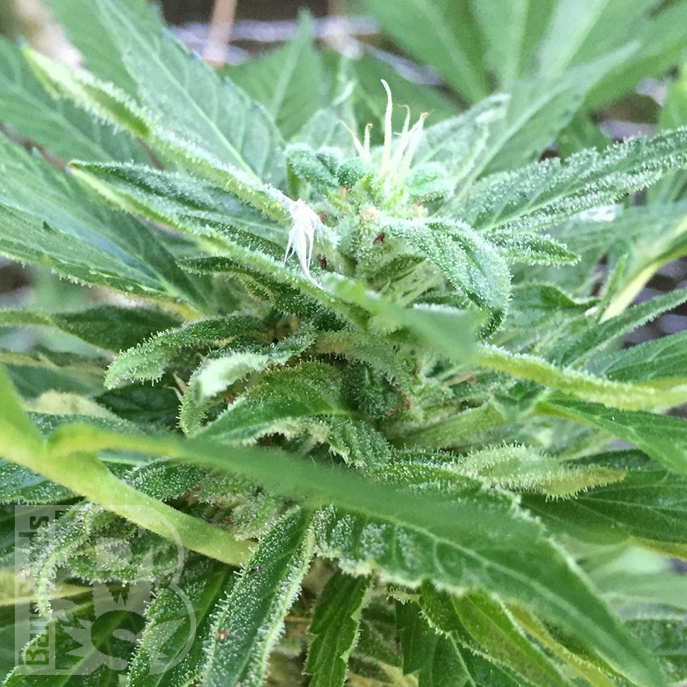 семена конопли гидропоники Auto New York City feminised