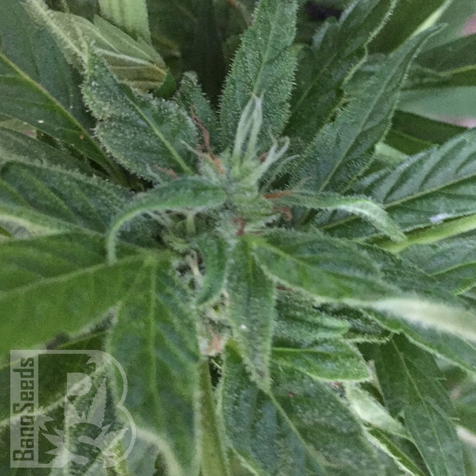 семена конопли дешево Auto New York City feminised