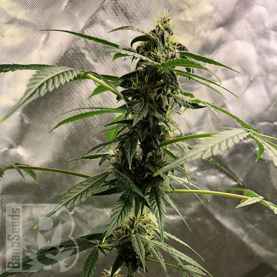 мощные семена конопли Auto New York City feminised