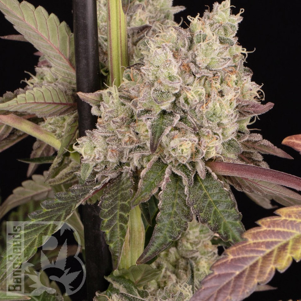 Семена ганжа  Runtz Muffin feminised Ganja Seeds