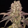 семена технической конопли Runtz Muffin feminised Ganja Seeds