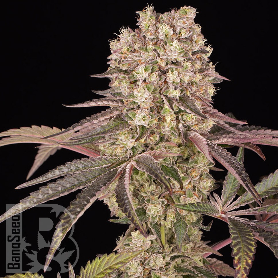 семена технической конопли Runtz Muffin feminised Ganja Seeds