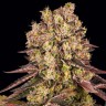 семена голландской конопли Runtz Muffin feminised Ganja Seeds