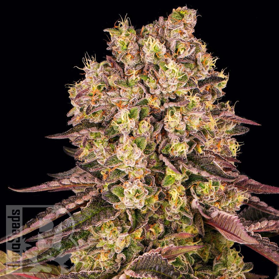 семена голландской конопли Runtz Muffin feminised Ganja Seeds