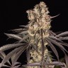 сортовые семена конопли Runtz Muffin feminised Ganja Seeds
