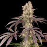 где заказать семена конопли Runtz Muffin feminised Ganja Seeds