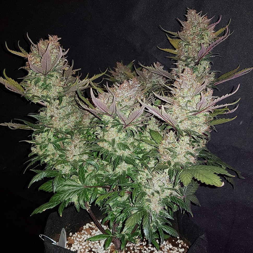 Семена марихуаны  Auto Dark Devil regular Ganja Seeds