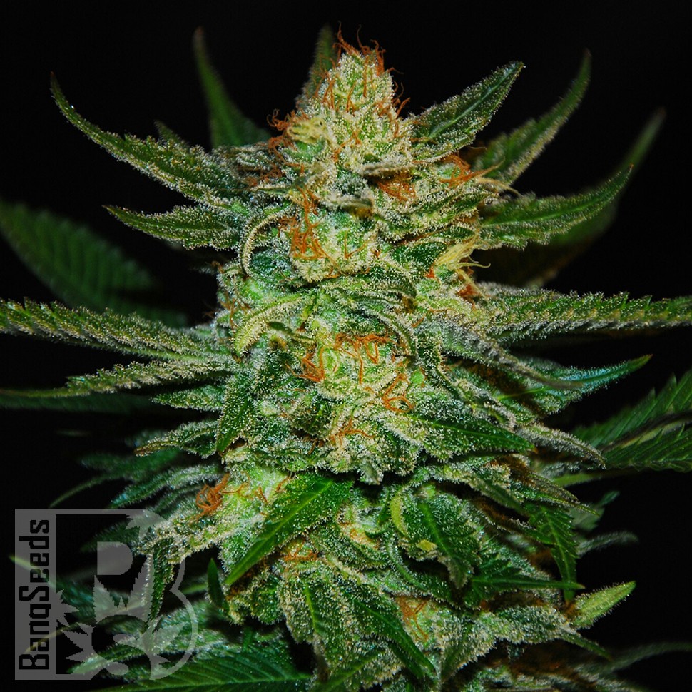 Семена ганжа  Auto Destroyer feminised Ganja Seeds
