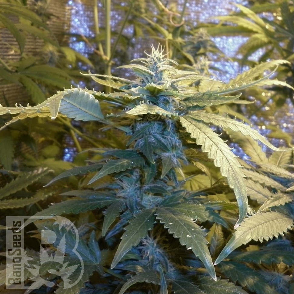 продажа семян конопли Auto Kul-Sey feminised