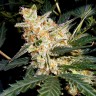 Семена конопли  Auto Kul-Sey feminised Bang Seeds