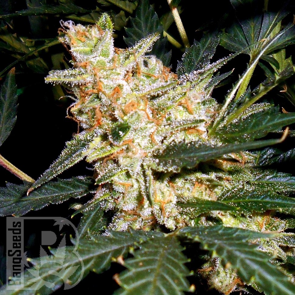 Семена конопли  Auto Kul-Sey feminised Bang Seeds