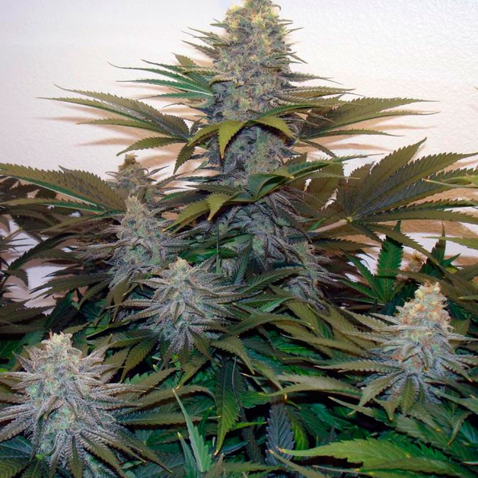 Семена  Z & Z feminised Ganja Seeds