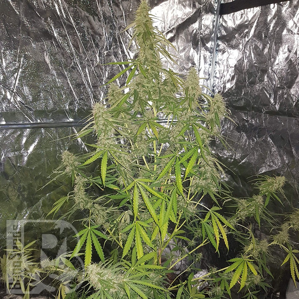 Семена марихуаны  Auto New York Diesel CBD feminised Ganja Seeds