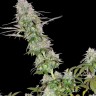 Lemon Skunk CBD feminised Ganja Seeds