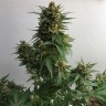 семена конопли вред Sweet Cheese feminised Ganja Seeds
