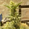 как прорастить семена конопли Sweet Cheese feminised Ganja Seeds