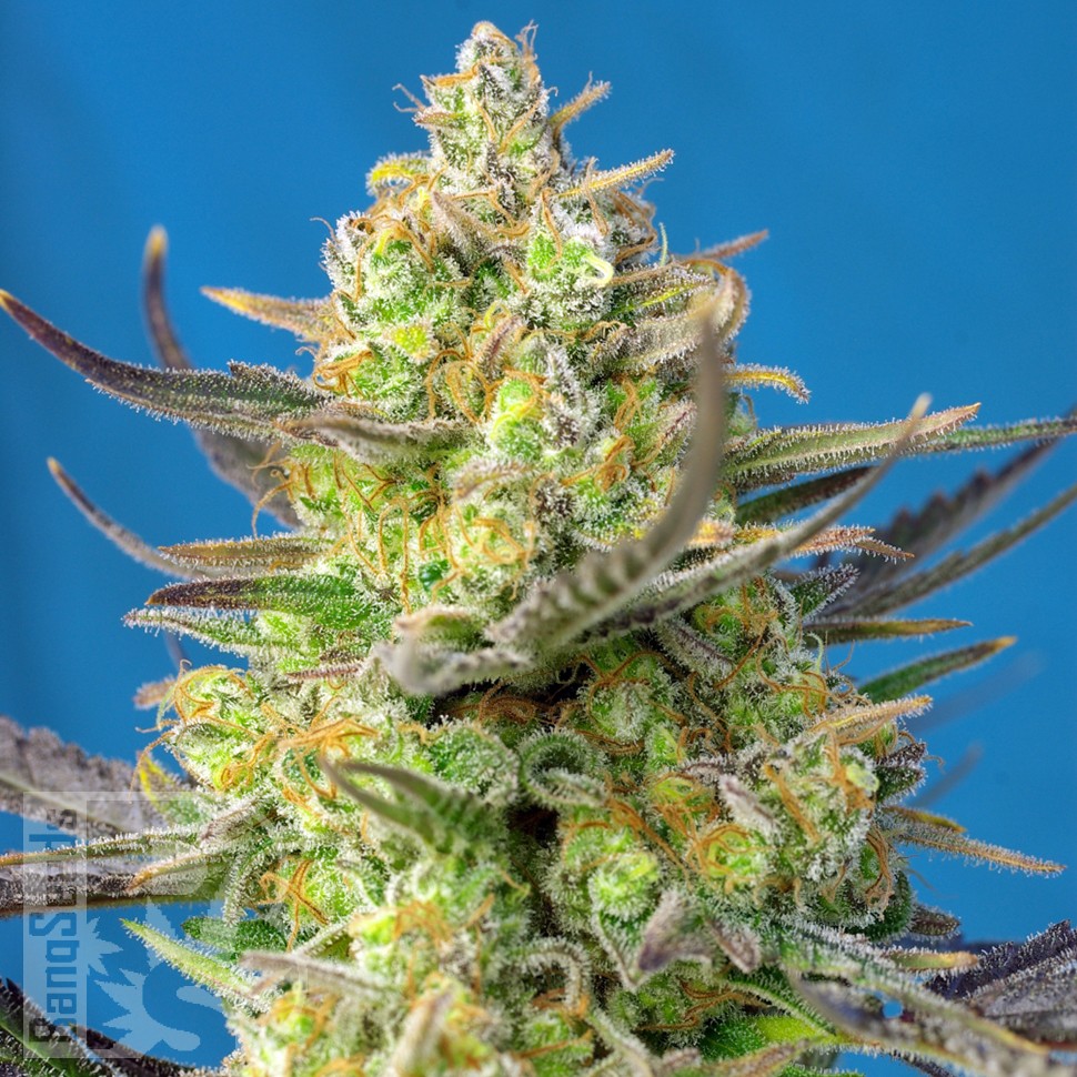 чем полезны семена конопли Sweet Cheese feminised Ganja Seeds