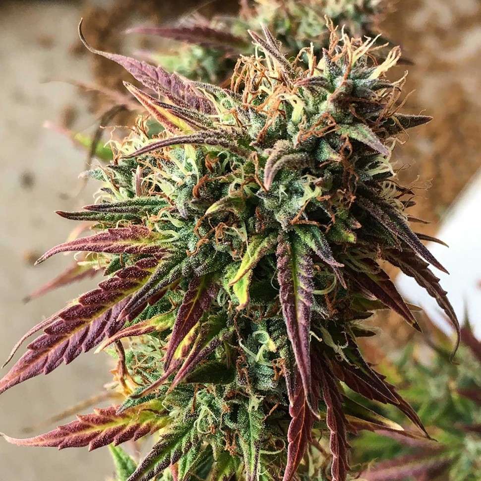 Семена каннабиса  Auto Cookies feminised Ganja Seeds