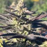 Семена марихуаны  Mango Haze CBD feminised Ganja Seeds
