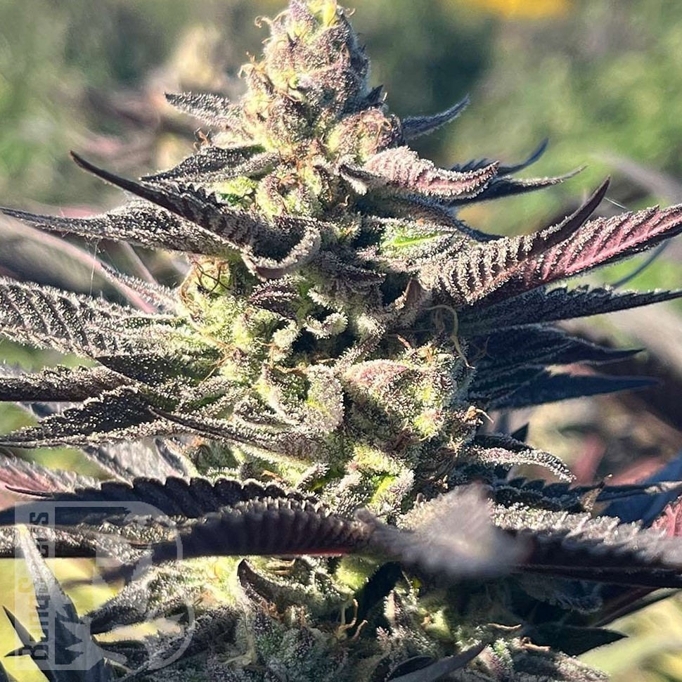 Семена марихуаны  Mango Haze CBD feminised Ganja Seeds