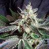 Семена марихуаны  Black Jack feminised Fast Version Ganja Seeds 
