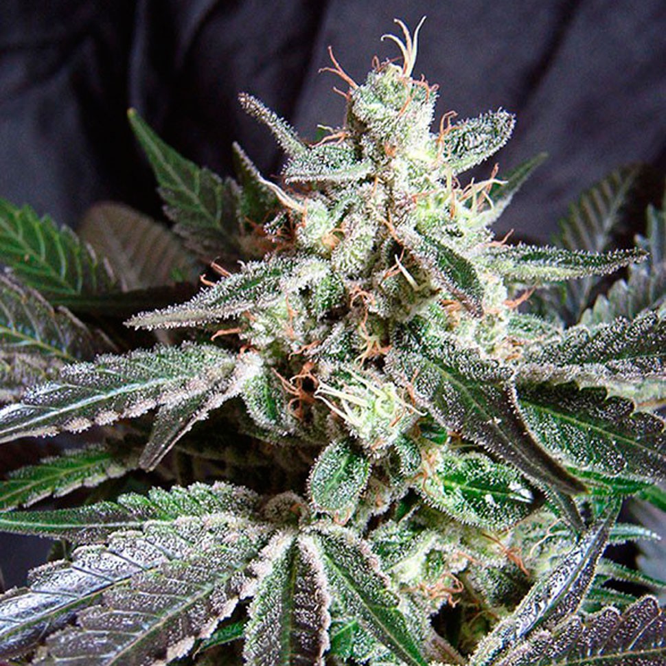 Семена марихуаны  Black Jack feminised Fast Version Ganja Seeds 