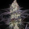 Семена марихуаны  Black Jack feminised Fast Version Ganja Seeds 